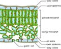 Sectional diagram of plant leaf structure.